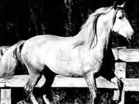 Caballo - Bolero - Doma - Dressage