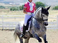 Caballo - Centeno - Doma - Dressage