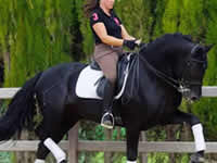 Caballo - Ebano - Doma - Dressage