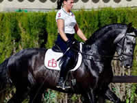 Caballo - Kabul - Doma - Dressage