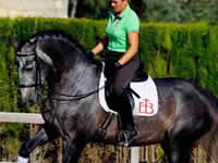 Caballo - Morfeo - Doma - Dressage