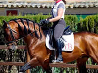 Caballo - Neron - Doma - Dressage