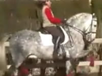 Caballo - Nubio - Doma - Dressage