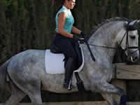 Caballo - Parsifal - Doma - Dressage