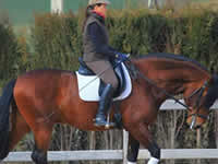 Caballo - Romano - Doma - Dressage