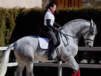 Caballo - Silencio - Doma - Dressage