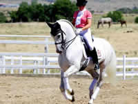 Caballo - Tracio - Doma - Dressage