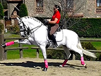 Patricia Sanchez Dressage Rider