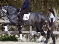 Patricia Sanchez Dressage Rider